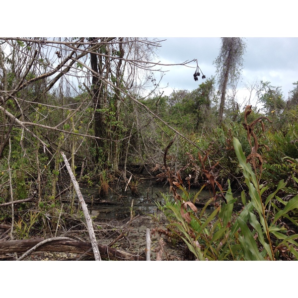 รูปถ่าย คอสตาริกา(Costa Rica) กาอุยตา(Cahuita) 2015-03 206