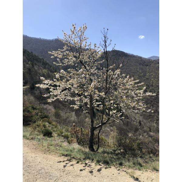 รูปถ่าย ฝรั่งเศส(France) แอบบีแซ็งมาร์แต็งดูกานีกู(Abbaye Saint Martin du Canigou) 2018-04 23