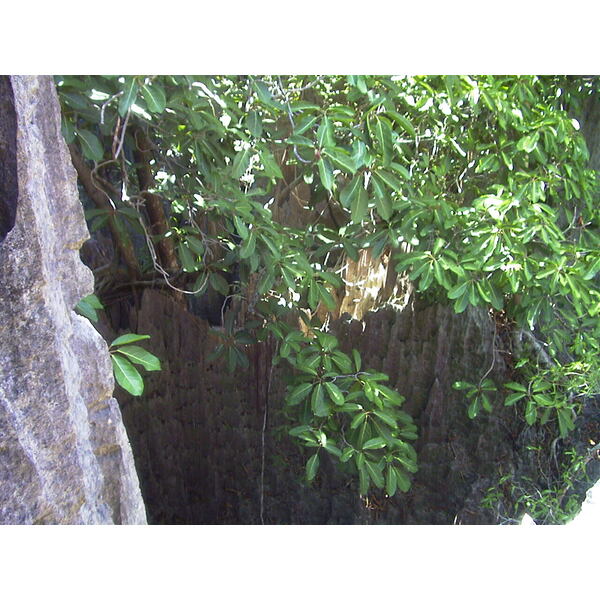 รูปถ่าย มาดากัสการ์(Madagascar) ทีซินกี(Tsingy) 1999-10 24