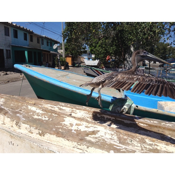 รูปถ่าย คอสตาริกา(Costa Rica) ปุนตาเรนัส(Puntarenas) 2015-03 63
