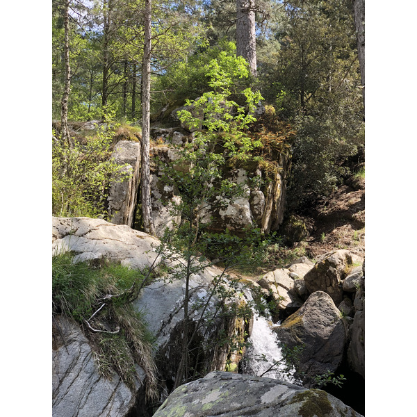 รูปถ่าย ฝรั่งเศส(France) คอร์สิคา(Corsica) ป่าไอโตเน(Aitone Forest) 2021-06 34