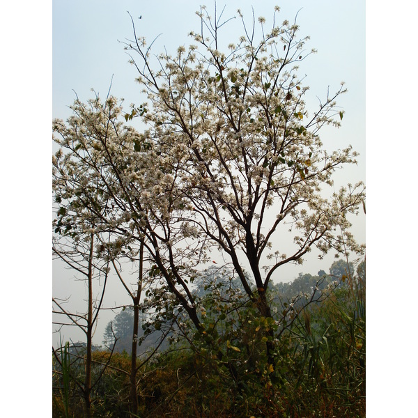 รูปถ่าย ไทย(Thailand) ถนนจากปางมะผ้าไปปาย(Pang Mapha to Pai road) 2007-02 60