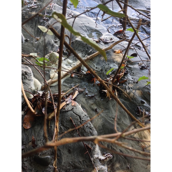 รูปถ่าย คอสตาริกา(Costa Rica) มานวยล์อันโตนีโอ(Manuel Antonio) 2015-03 134
