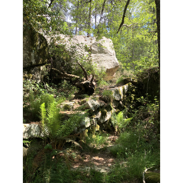 รูปถ่าย ฝรั่งเศส(France) คอร์สิคา(Corsica) ป่าไอโตเน(Aitone Forest) 2021-06 37
