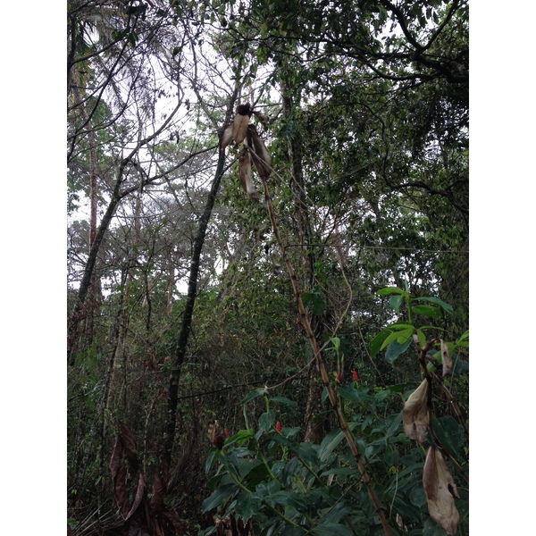 รูปถ่าย คอสตาริกา(Costa Rica) กาอุยตา(Cahuita) 2015-03 220