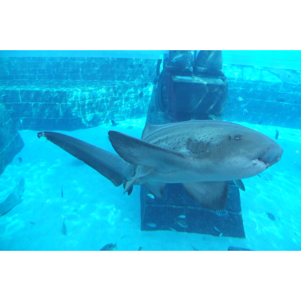รูปถ่าย สหรัฐอาหรับเอมิเรตส์(United Arab Emirates) ดูไบ(Dubai) โรงแรมแอตแลนติส(Atlantis Hotel) 2014-02 12