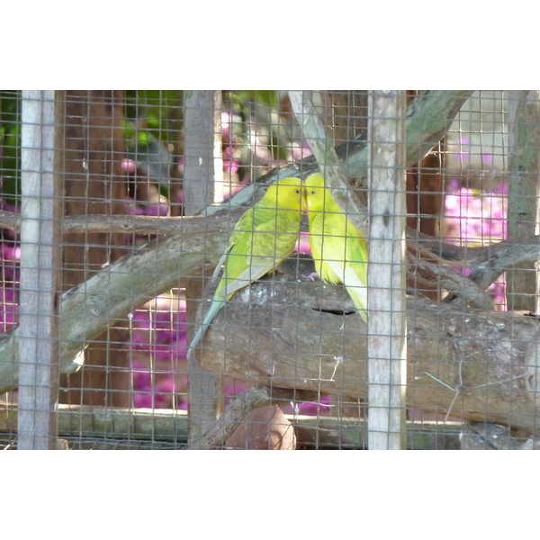 รูปถ่าย ไทย(Thailand) เชียงใหม่(Chiang Mai) ฟาร์มงูแม่สา(Mae Sa Snake Farm) 2010-12 35