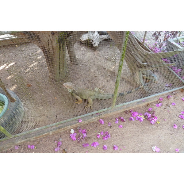 รูปถ่าย ไทย(Thailand) เชียงใหม่(Chiang Mai) ฟาร์มงูแม่สา(Mae Sa Snake Farm) 2010-12 16
