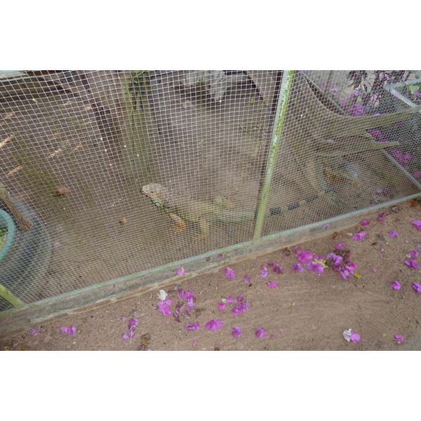 รูปถ่าย ไทย(Thailand) เชียงใหม่(Chiang Mai) ฟาร์มงูแม่สา(Mae Sa Snake Farm) 2010-12 17