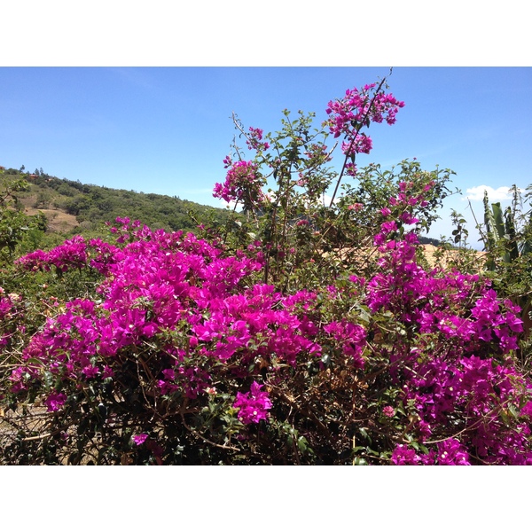 รูปถ่าย ปานามา(Panama) โบเกเต(Boquete) 2015-03 106