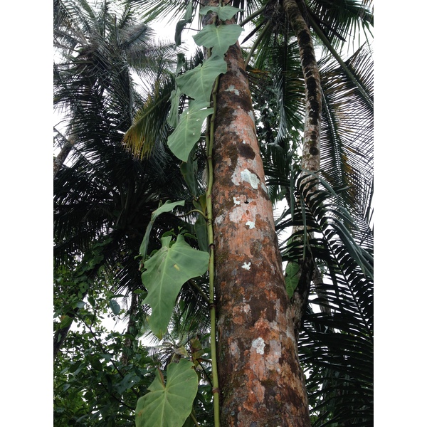 รูปถ่าย คอสตาริกา(Costa Rica) กาอุยตา(Cahuita) 2015-03 5