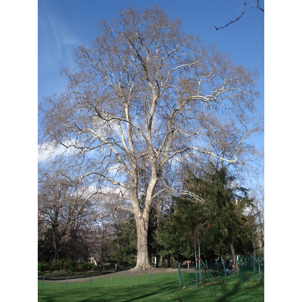 รูปถ่าย ฝรั่งเศส(France) ปารีส(Paris) สวนมงโซ(Monceau Garden) 2006-03 1