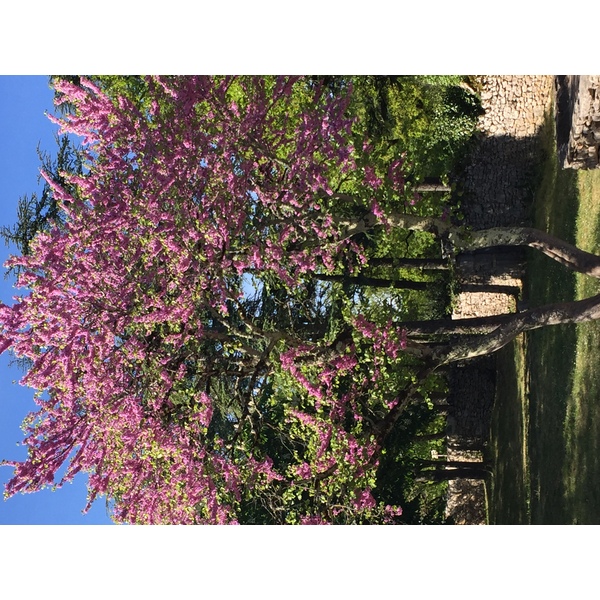 รูปถ่าย ฝรั่งเศส(France) โรกามาดูร์(Rocamadour) 2018-04 72