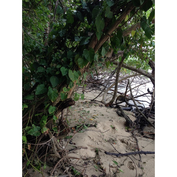 รูปถ่าย คอสตาริกา(Costa Rica) กาอุยตา(Cahuita) 2015-03 33