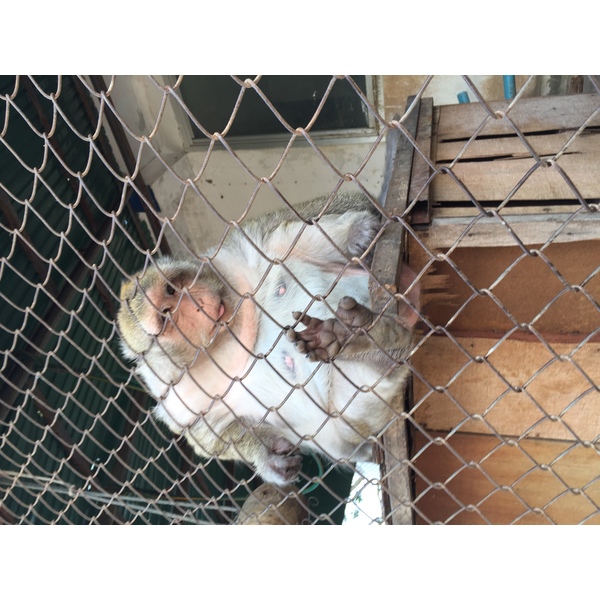 รูปถ่าย ไทย(Thailand) หัวหิน(Hua hin) 2016-01 36