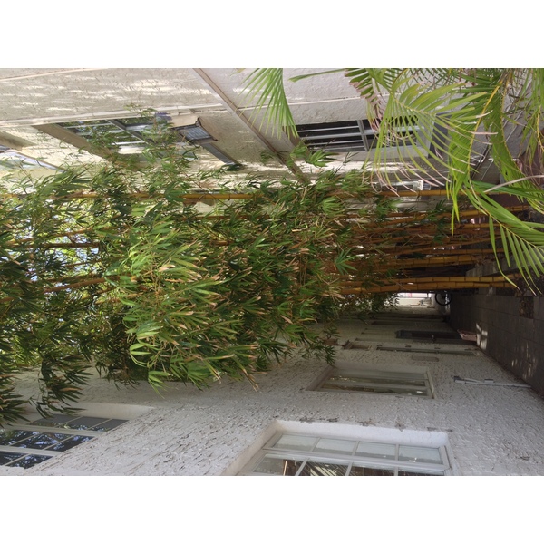 รูปถ่าย สหรัฐอเมริกา(United States) ไมแอมีบีช(Miami Beach) 2015-03 97