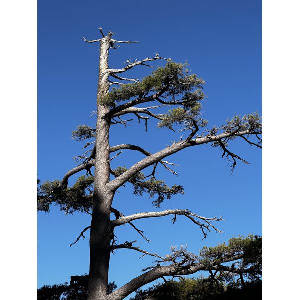 รูปถ่าย ฝรั่งเศส(France) คอร์สิคา(Corsica) ภูเขามอนเตชินโต(Monte Cinto) 2023-10 151