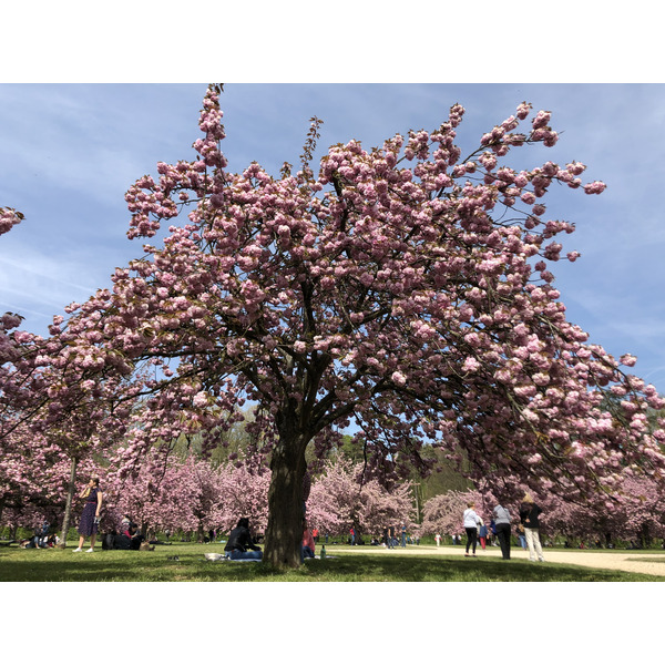 รูปถ่าย ฝรั่งเศส(France) สวนโซ(Parc de Sceaux) 2019-04 70