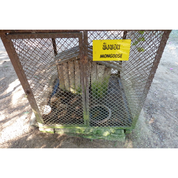 รูปถ่าย ไทย(Thailand) เชียงใหม่(Chiang Mai) ฟาร์มงูแม่สา(Mae Sa Snake Farm) 2010-12 77