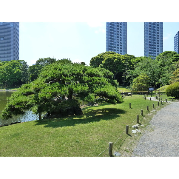 รูปถ่าย ญี่ปุ่น(Japan) โตเกียว(Tokyo) สวนฮามะริคิว(Hama rikyu Gardens) 2010-06 53