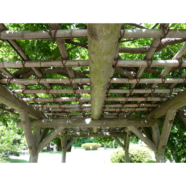 รูปถ่าย ญี่ปุ่น(Japan) โตเกียว(Tokyo) สวนฮามะริคิว(Hama rikyu Gardens) 2010-06 80
