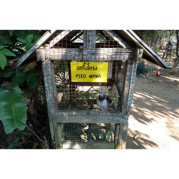 รูปถ่าย ไทย(Thailand) เชียงใหม่(Chiang Mai) ฟาร์มงูแม่สา(Mae Sa Snake Farm) 2010-12 19