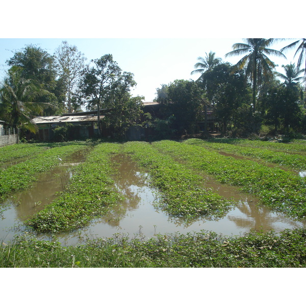 รูปถ่าย ไทย(Thailand) พิษณุโลก(Phitsanulok) 2008-01 11