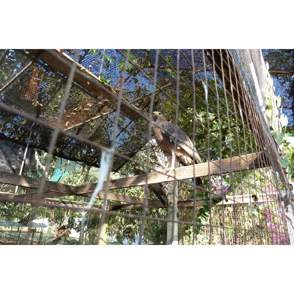 รูปถ่าย ไทย(Thailand) เชียงใหม่(Chiang Mai) ฟาร์มงูแม่สา(Mae Sa Snake Farm) 2010-12 60