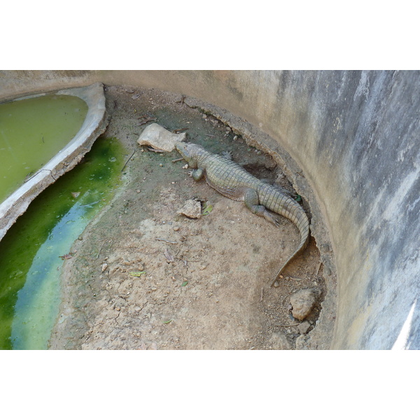 รูปถ่าย ไทย(Thailand) เชียงใหม่(Chiang Mai) ฟาร์มงูแม่สา(Mae Sa Snake Farm) 2010-12 49
