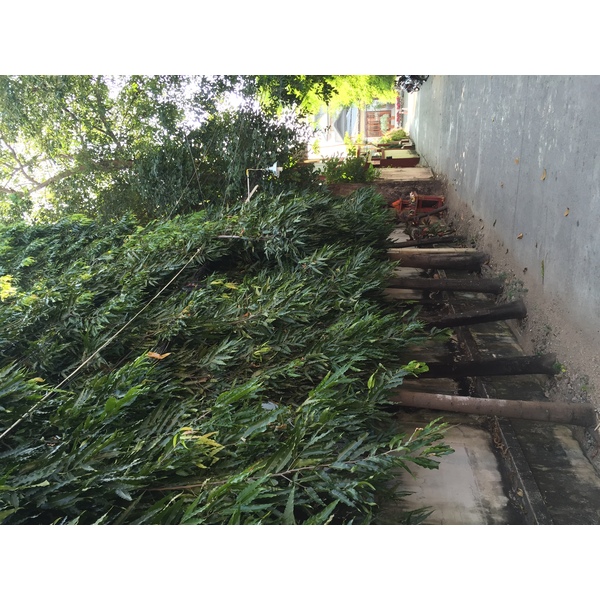 รูปถ่าย ไทย(Thailand) เชียงใหม่(Chiang Mai) 2014-12 29