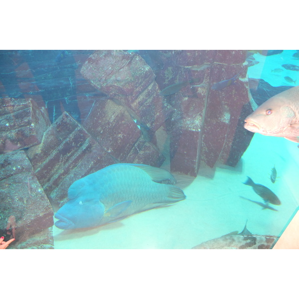 รูปถ่าย สหรัฐอาหรับเอมิเรตส์(United Arab Emirates) ดูไบ(Dubai) โรงแรมแอตแลนติส(Atlantis Hotel) 2014-02 120