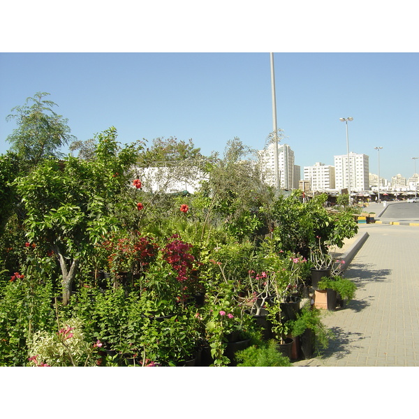 รูปถ่าย สหรัฐอาหรับเอมิเรตส์(United Arab Emirates) ชาร์จา(Sharjah) 2005-03 18