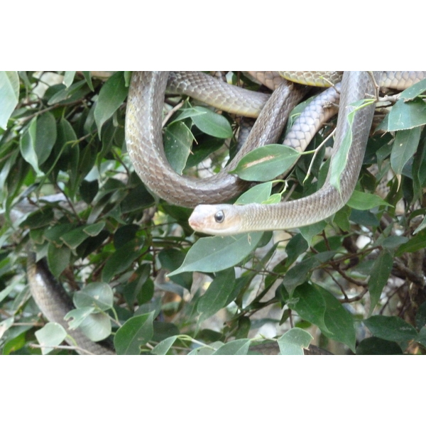 รูปถ่าย ไทย(Thailand) เชียงใหม่(Chiang Mai) ฟาร์มงูแม่สา(Mae Sa Snake Farm) 2010-12 61