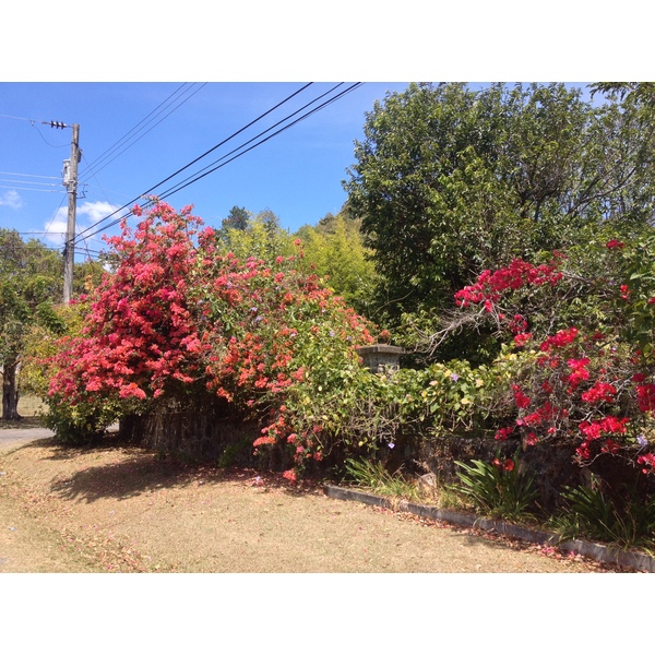 รูปถ่าย ปานามา(Panama) โบเกเต(Boquete) 2015-03 50