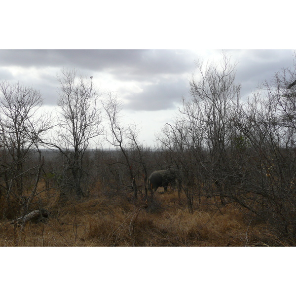 รูปถ่าย แอฟริกาใต้(South Africa) อุทยานแห่งชาติครูเกอร์(Kruger National Park) 2008-09 115