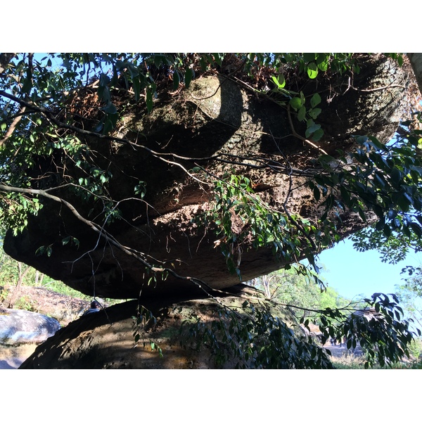 รูปถ่าย ไทย(Thailand) อุทยานแห่งชาติภูหินร่องกล้า(Phu Hin Rong Kla National Park) 2014-12 209