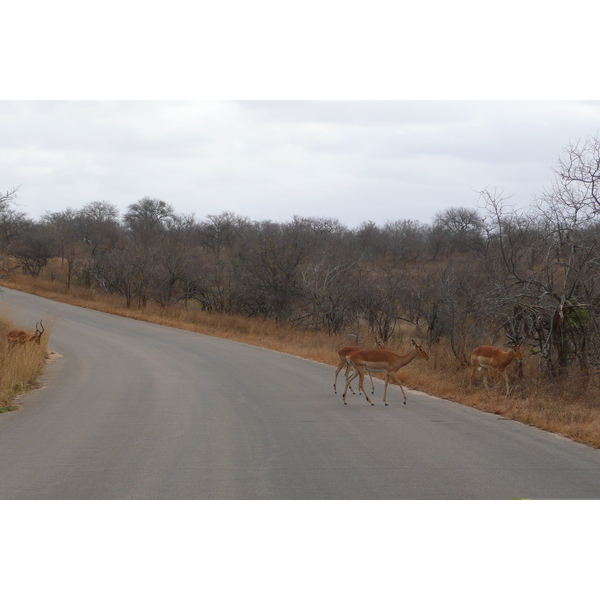 รูปถ่าย แอฟริกาใต้(South Africa) อุทยานแห่งชาติครูเกอร์(Kruger National Park) 2008-09 50