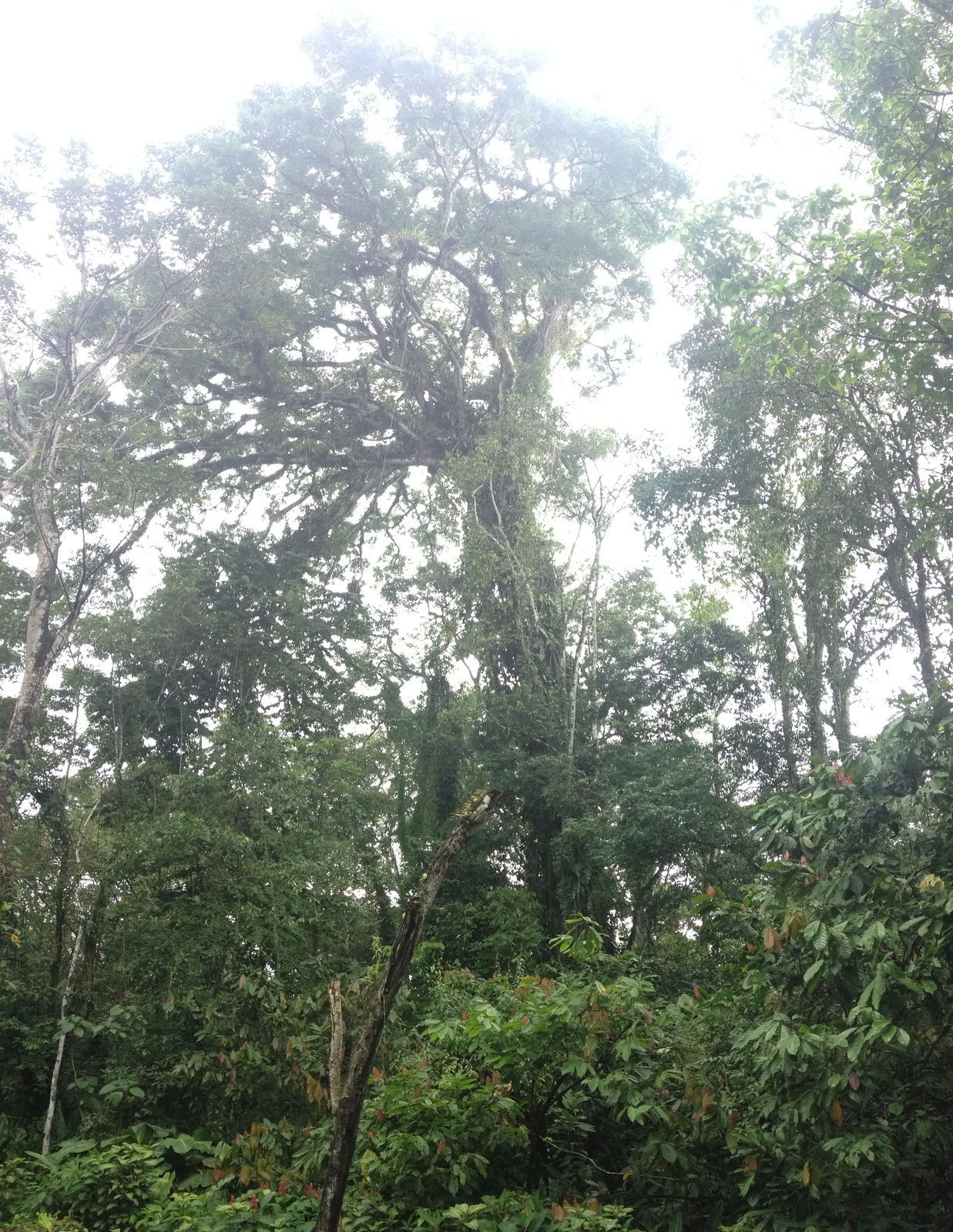 รูปถ่าย คอสตาริกา(Costa Rica) ปวยร์โตเบียโฆเดตาลามังกา(Puerto Viejo de Talamanca) 2015-03 86