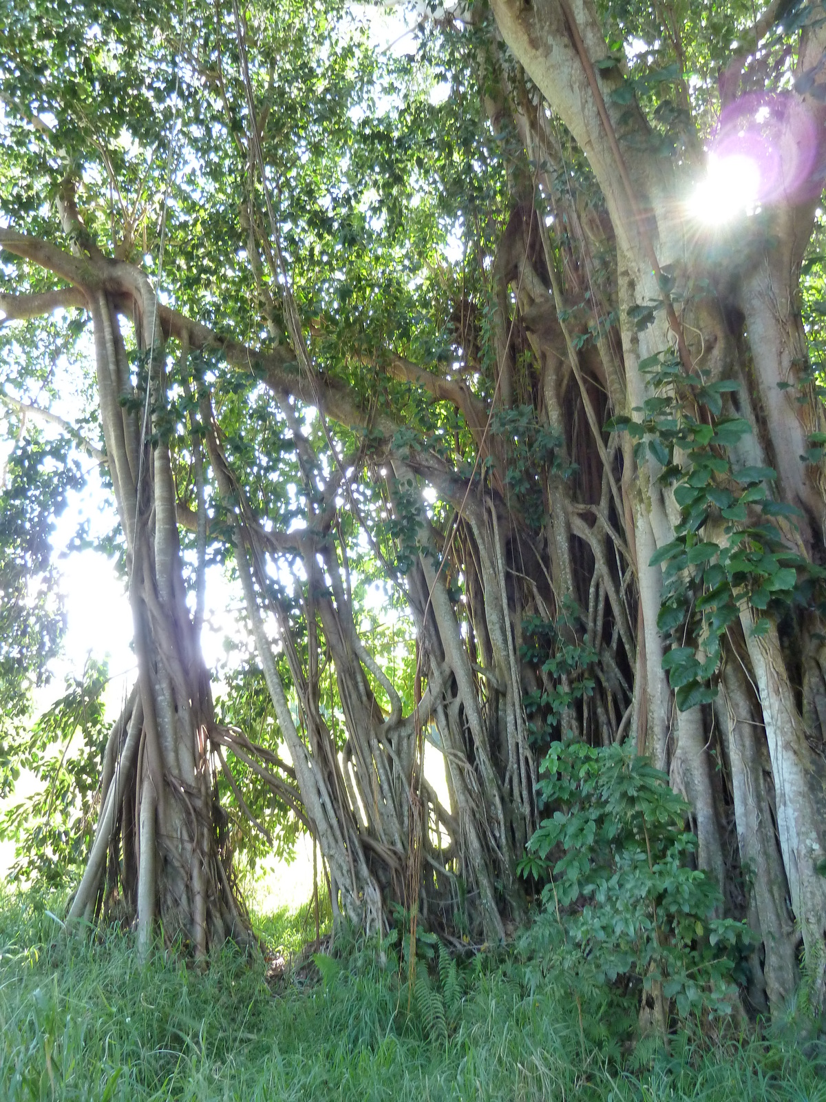 รูปถ่าย นิวแคลิโดเนีย(New Caledonia) ถนนจากกานาลาไปลาฟัว(Canala to La Foa road) 2010-05 63