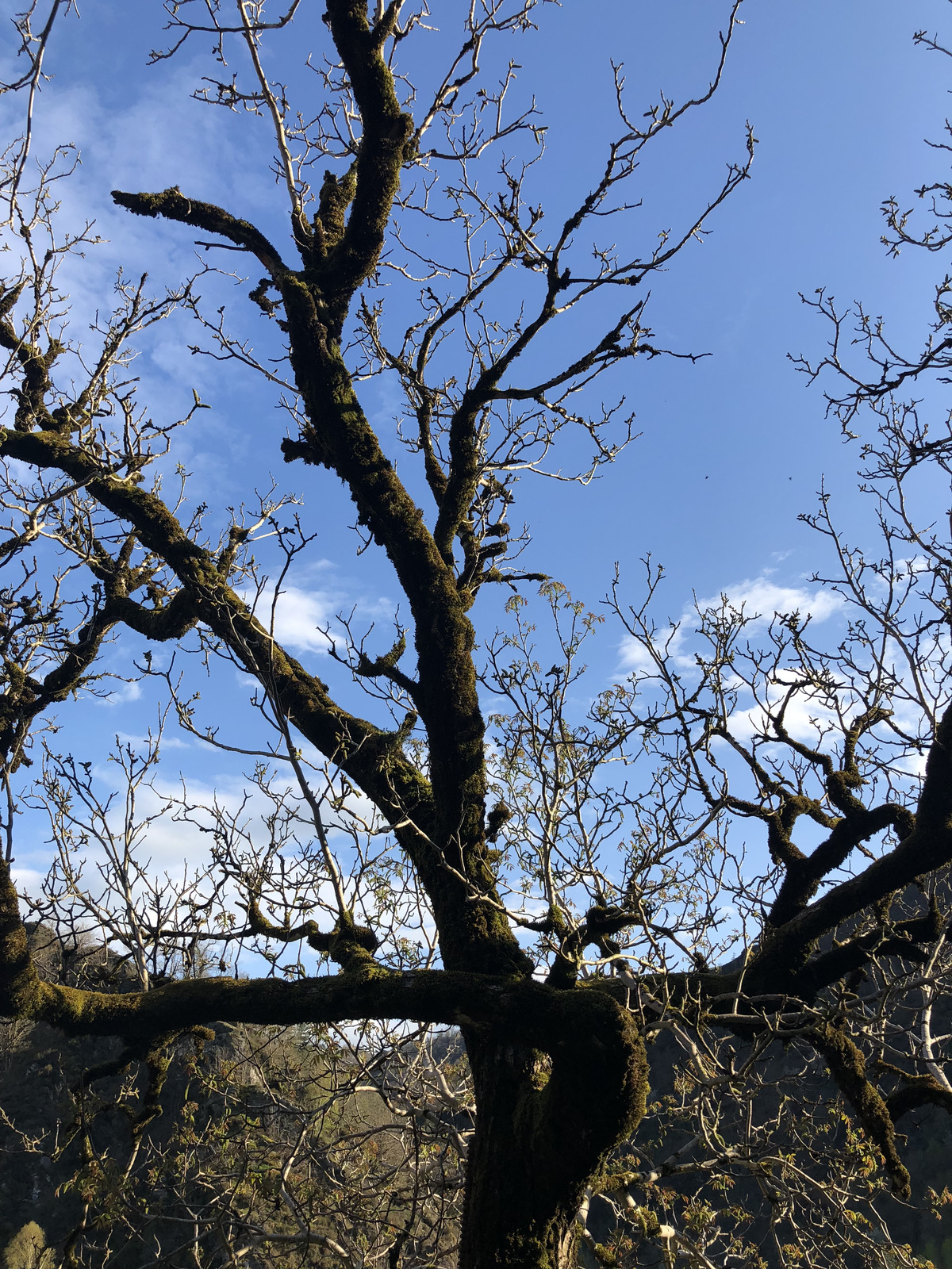 รูปถ่าย ฝรั่งเศส(France) กงก์(Conques) 2018-04 85