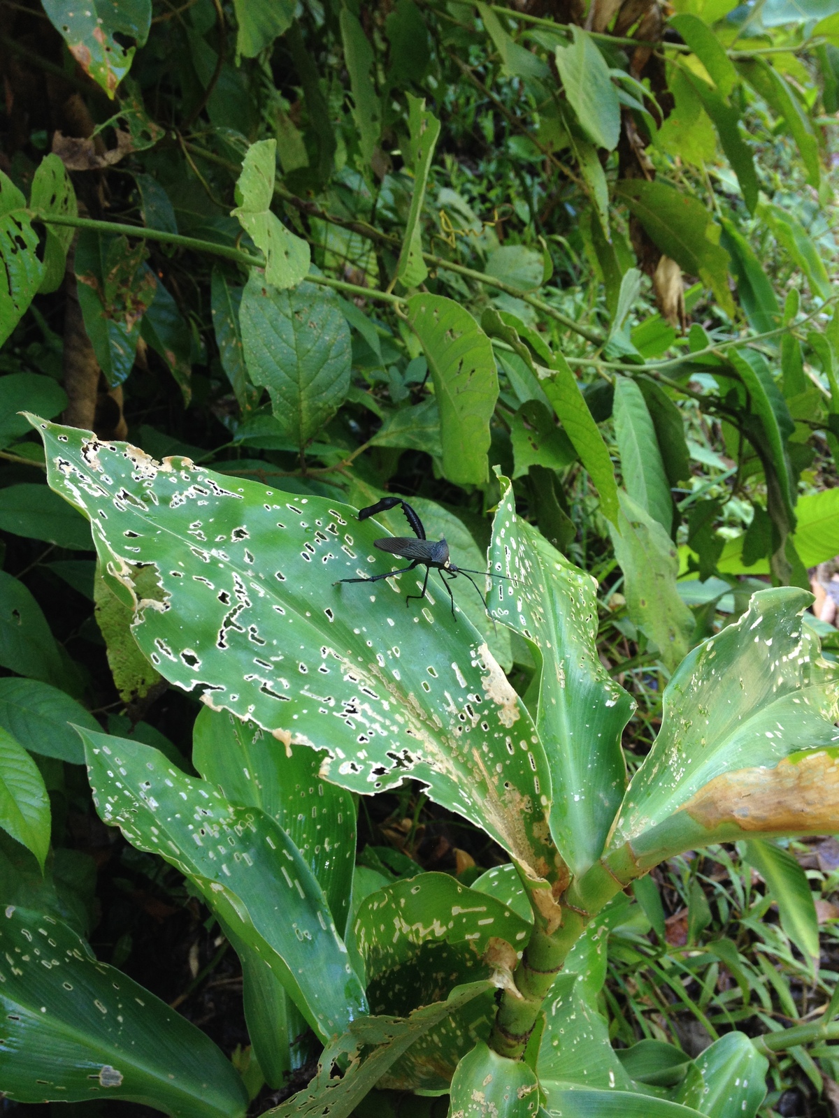 รูปถ่าย คอสตาริกา(Costa Rica) มานวยล์อันโตนีโอ(Manuel Antonio) 2015-03 200