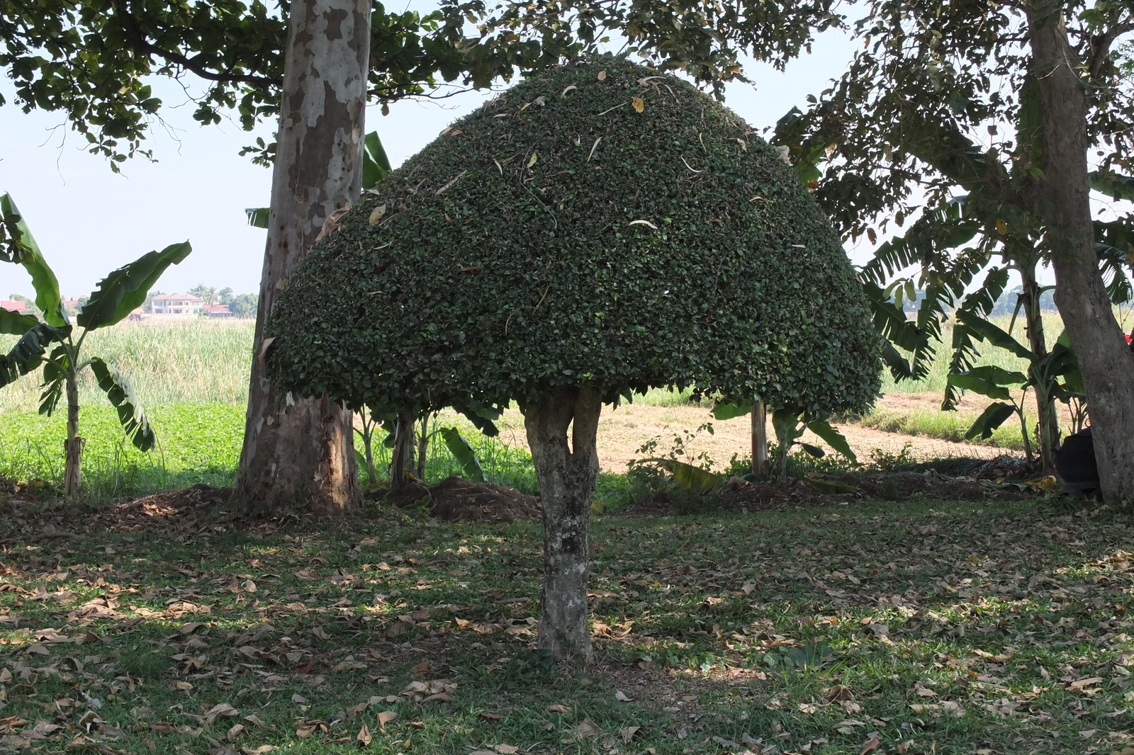 รูปถ่าย ไทย(Thailand) แม่น้ำโขง(Mekong river) 2012-12 205