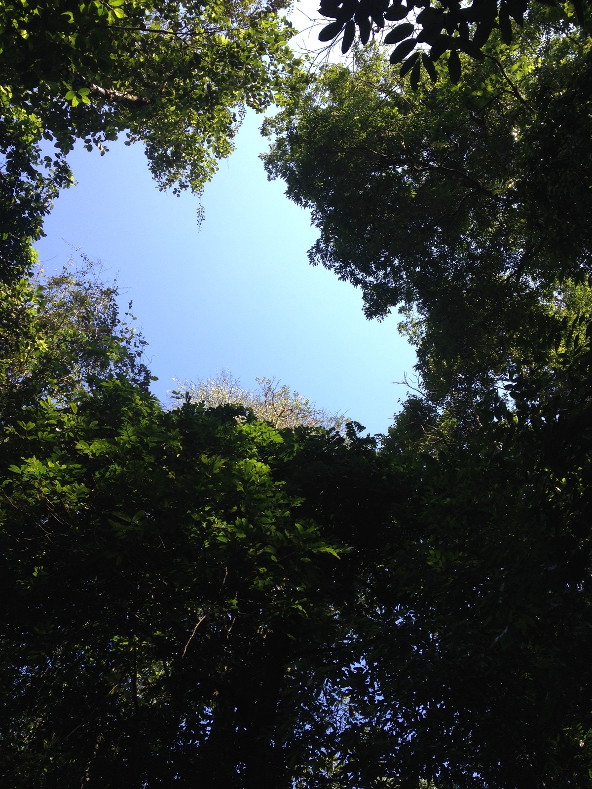 รูปถ่าย คอสตาริกา(Costa Rica) มานวยล์อันโตนีโอ(Manuel Antonio) 2015-03 274