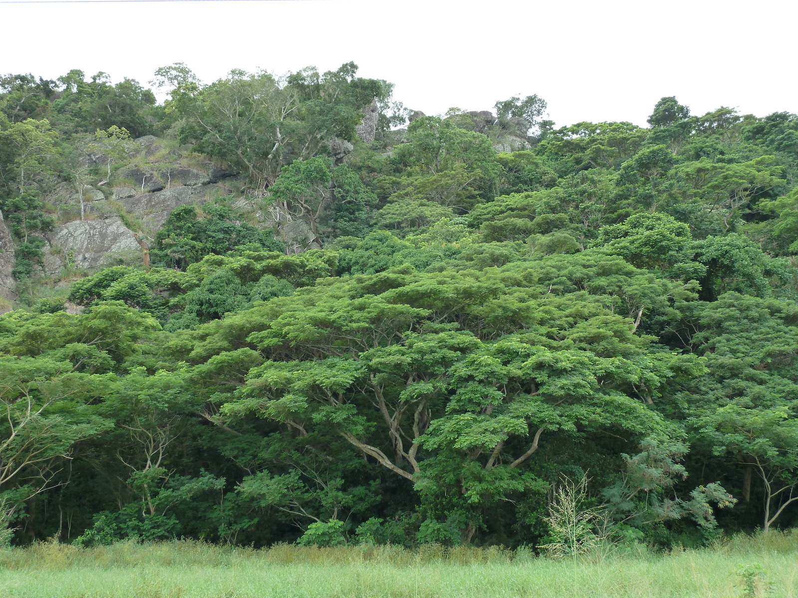 รูปถ่าย ฟิจิ(Fiji) ถนนจากนาดีไปเลาโตกา(Nadi to Lautoka road) 2010-05 14