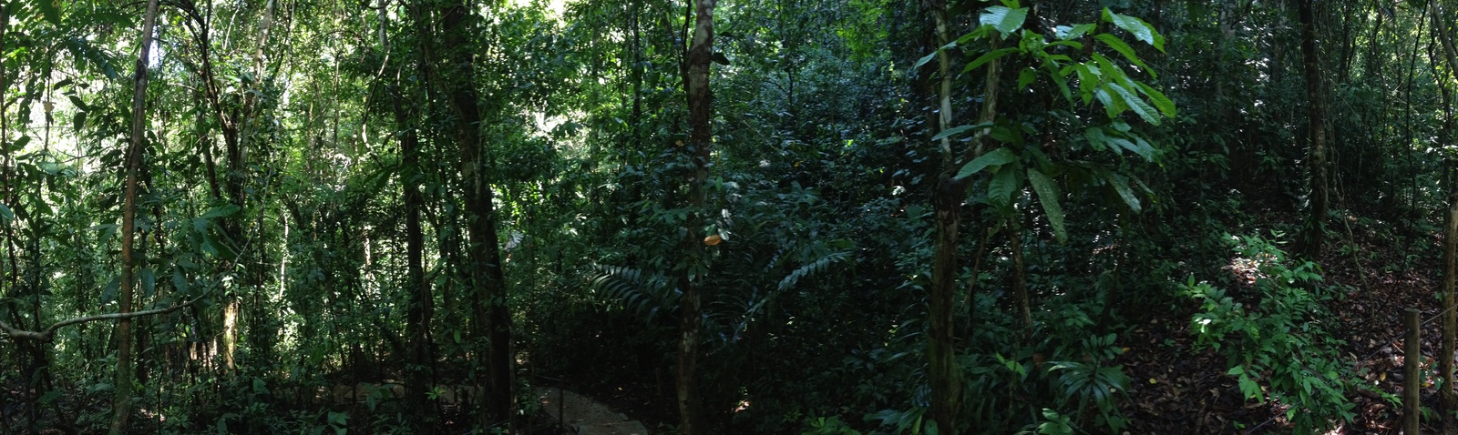 รูปถ่าย คอสตาริกา(Costa Rica) มานวยล์อันโตนีโอ(Manuel Antonio) 2015-03 83