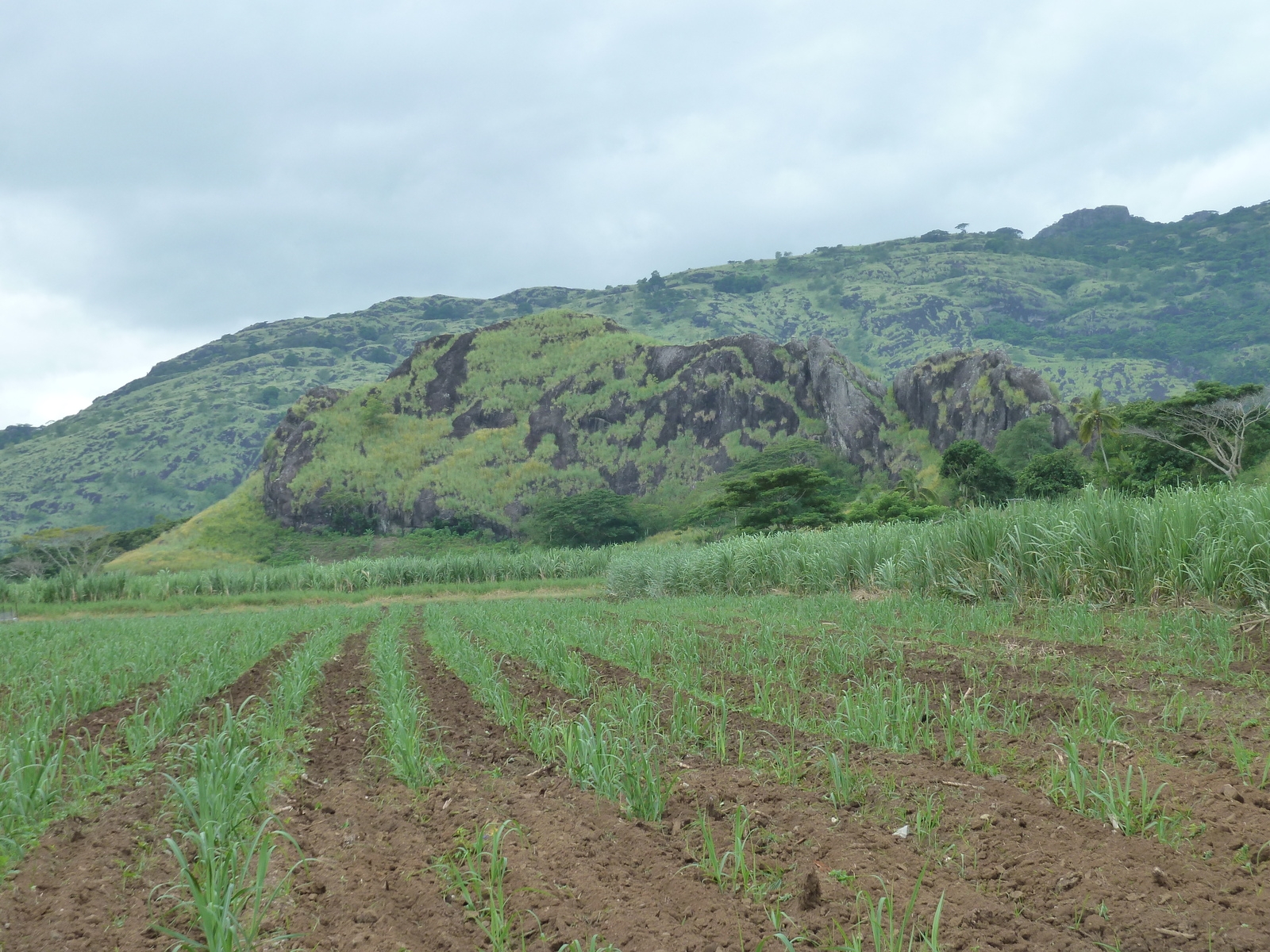 รูปถ่าย ฟิจิ(Fiji) ถนนจากนาดีไปเลาโตกา(Nadi to Lautoka road) 2010-05 4