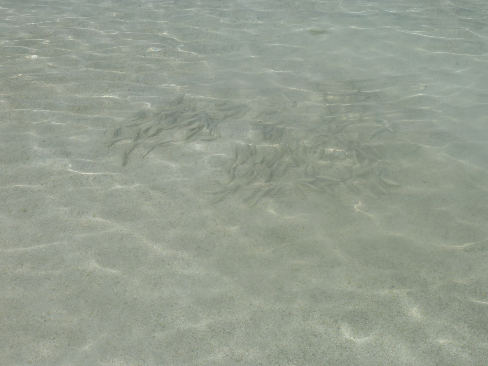 รูปถ่าย นิวแคลิโดเนีย(New Caledonia) เกาะลีฟู(Lifou) อ่าวเต่า(Baie des tortues) 2010-05 19
