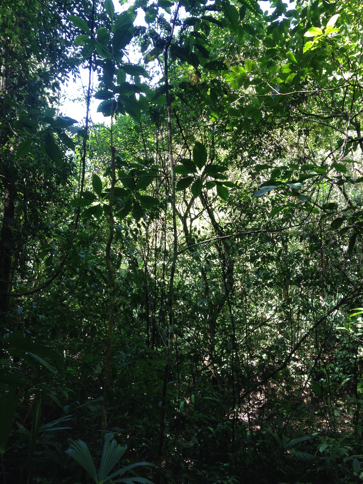 รูปถ่าย คอสตาริกา(Costa Rica) มานวยล์อันโตนีโอ(Manuel Antonio) 2015-03 95