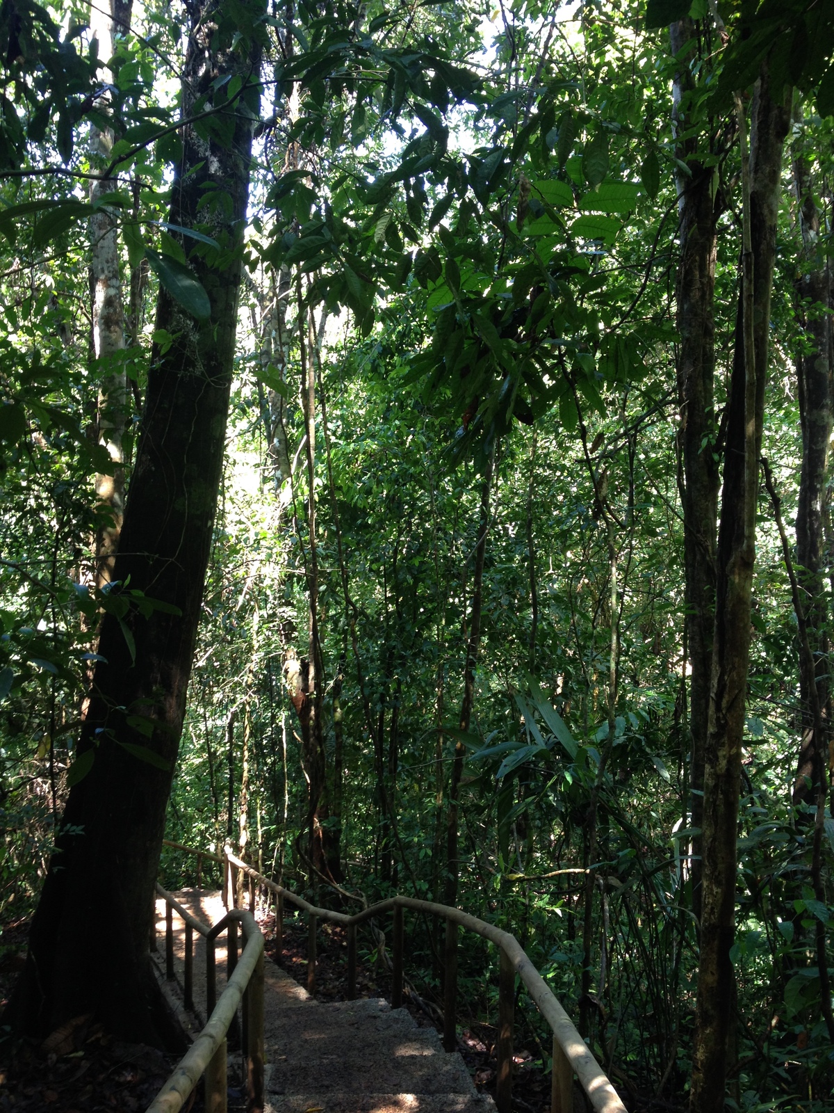รูปถ่าย คอสตาริกา(Costa Rica) มานวยล์อันโตนีโอ(Manuel Antonio) 2015-03 123