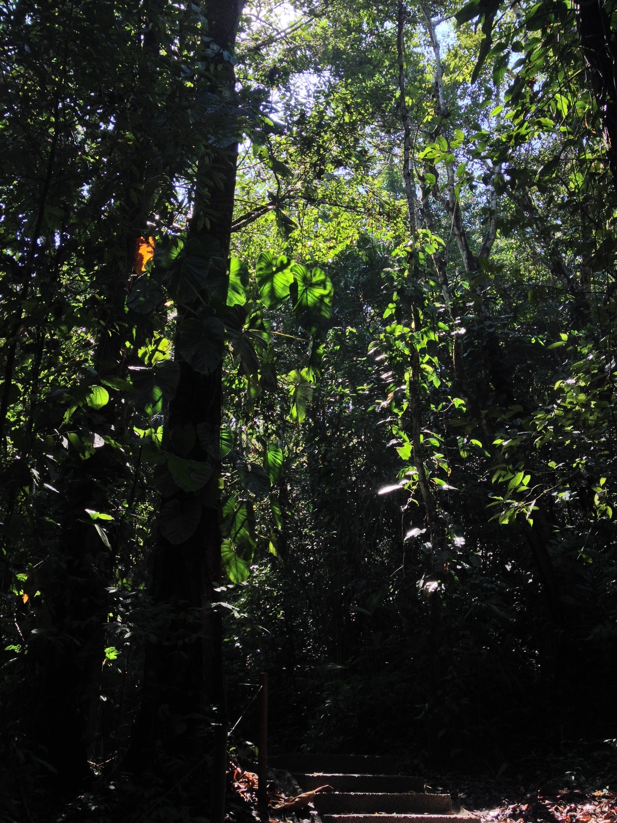 รูปถ่าย คอสตาริกา(Costa Rica) มานวยล์อันโตนีโอ(Manuel Antonio) 2015-03 11